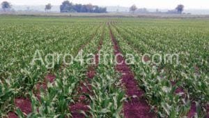 Weed control/weed free maize farm