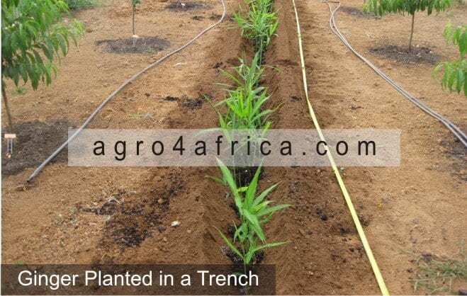 Ginger planted in trenches