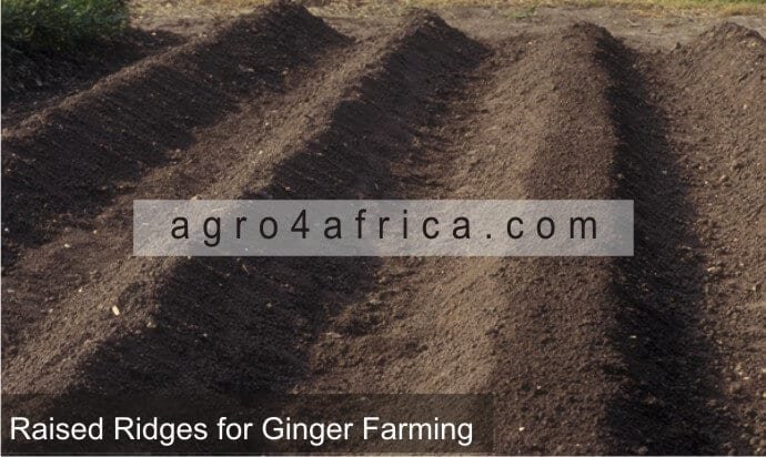 Ploughed Field for Ginger Farming
