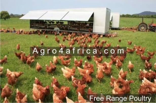 Free range poultry