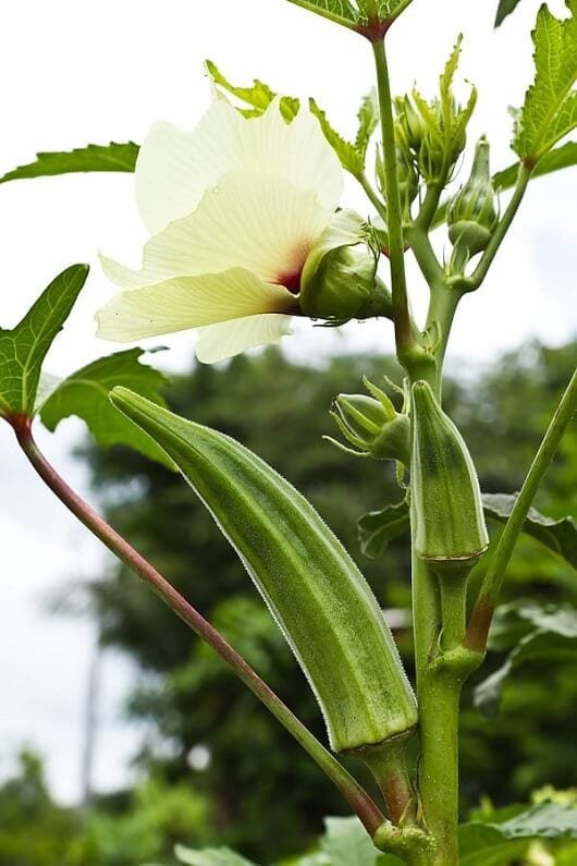 Okra plant and flower 1 - نشاء بامیه چگونه کشت می شود ؟